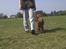 Cocker spaniel Dumle R.I.P
