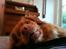 Nova scotia duck tolling retriever Simba - Hej!:D