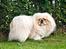 Pekingeser Nicolaj