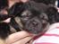 Chihuahua Berta