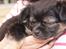 Chihuahua Berta