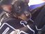 Dvaergpinscher Joey