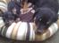 Dvaergpinscher Joey