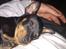 Dvaergpinscher Joey