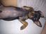 Dvaergpinscher Joey