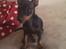 Dvaergpinscher Joey