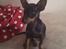 Dvaergpinscher Joey