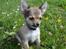 Chihuahua Adam