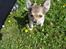 Chihuahua Adam