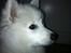 Japansk spids Balou - DK04506/2011 - Stolte hund!