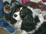 Cavalier king charles spaniel Vicky (R.I.P)