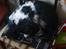 Cavalier king charles spaniel Vicky (R.I.P)