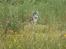Chihuahua Snoopy
