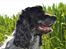 Cocker spaniel Sniffer(Ralph) Kennel barley