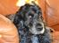 Cocker spaniel Sniffer(Ralph) Kennel barley
