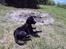 Blanding af racer Labrador/Samojede; Gia