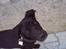 Blanding af racer Labrador/Samojede; Gia