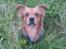 Blanding af racer Loui aka Louise - min smukke hund <3 