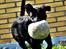 Blanding af racer Dobby <3 - „True friends are always together in the spirit.“