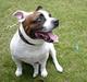 Staffordshire bull terrier ] Bryce