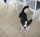 Welsh corgi cardigan Nanna
