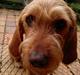 Basset fauve de bretagne walter