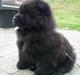 Chow chow Hermann