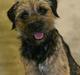 Border terrier **Molander Erik (Emil)**