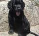 Flat coated retriever Konrad <3