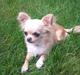 Chihuahua Blondie