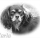 Cavalier king charles spaniel - Carla - 1 år