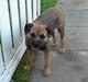 Border terrier Lutra's Belle