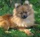 Pomeranian Figgi