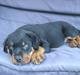 Rottweiler Barney