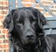 Flat coated retriever nicko