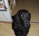 Flat coated retriever Black Amandas JellyBean (Camillo) R.I.P :')