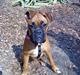 Boxer Nanna