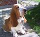 Basset hound Polly