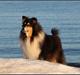 Collie langhåret Frida