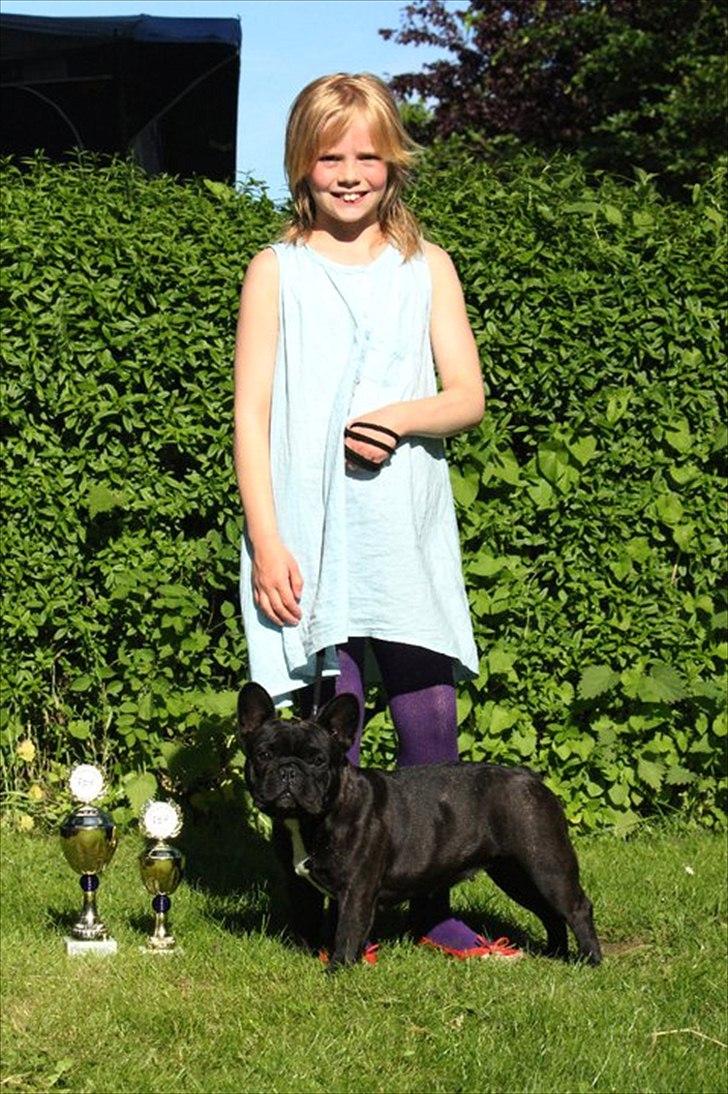 Fransk bulldog Rehab's Gyrinthe - Bøsøre 2011  billede 20
