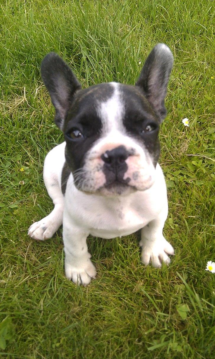 Fransk bulldog Gimli billede 2