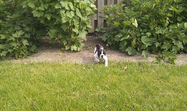 Fransk bulldog Gimli billede 11