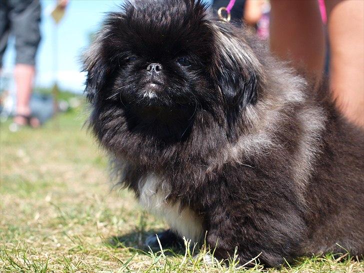 Pekingeser Cita AKA Bulldozeren - D. 05.06.11 billede 3