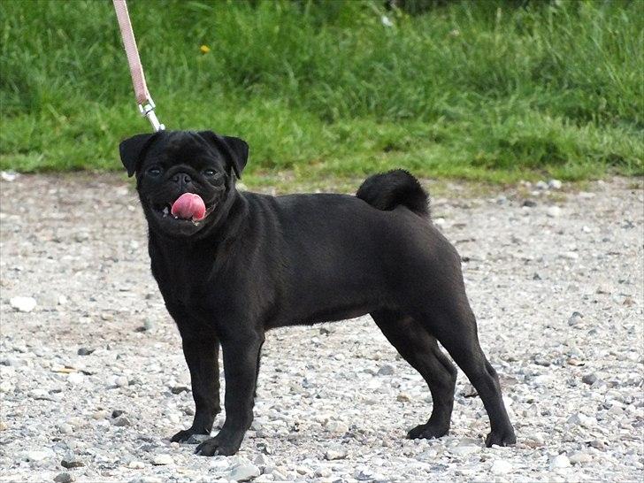 Mops Asta - 5 mdr. billede 11