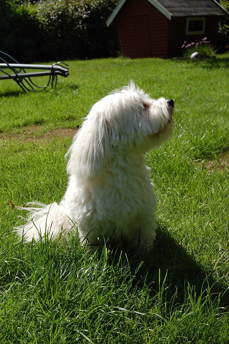 Coton de tulear Ulli / Nico billede 5