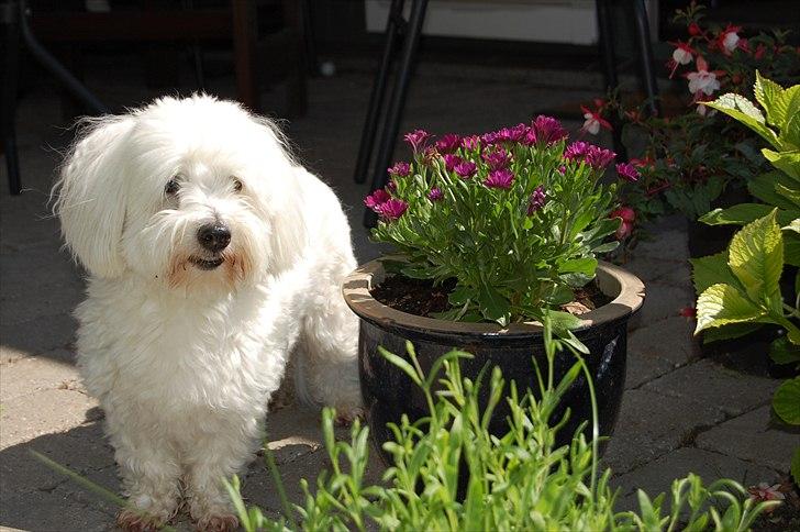 Coton de tulear Ulli / Nico billede 6