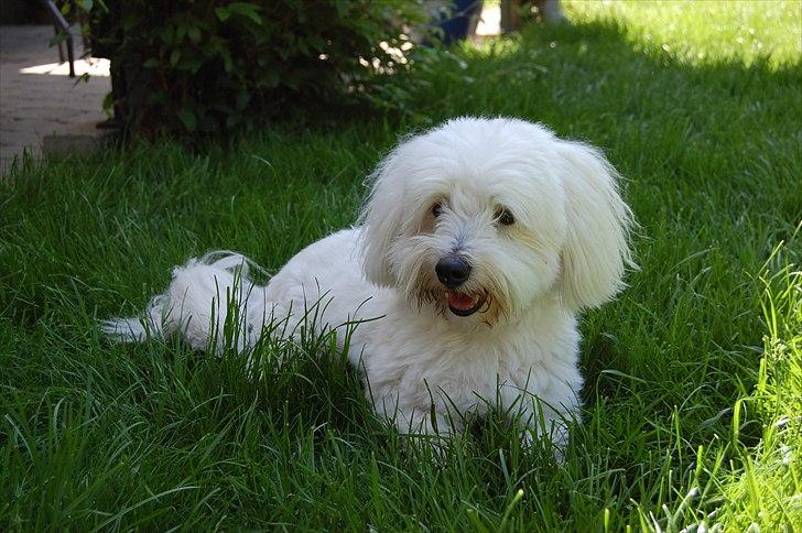 Coton de tulear Ulli / Nico billede 7