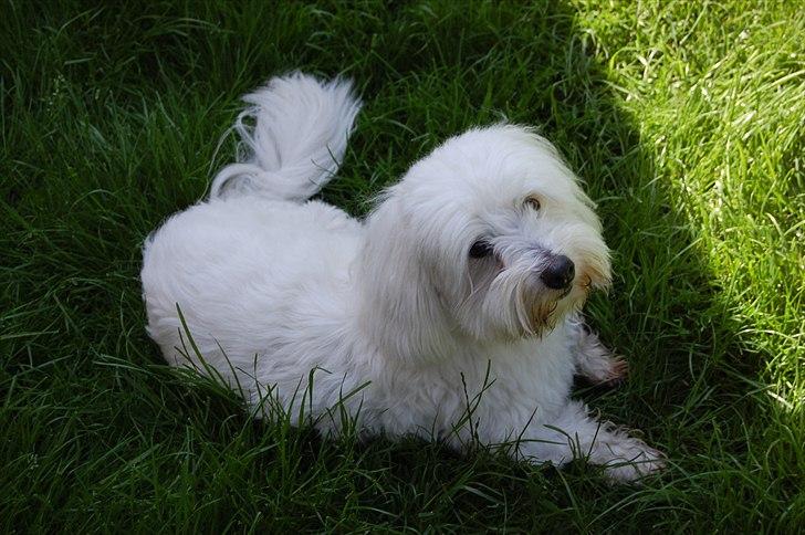 Coton de tulear Ulli / Nico billede 8