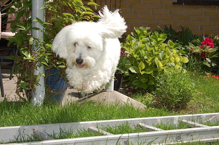 Coton de tulear Ulli / Nico billede 9