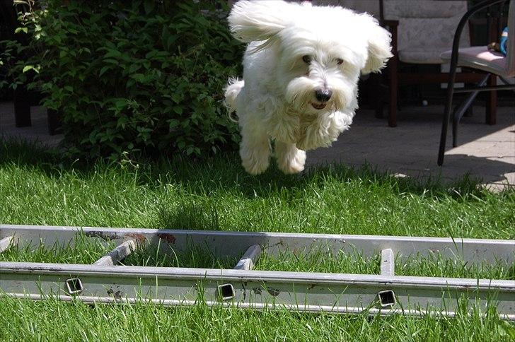 Coton de tulear Ulli / Nico billede 10